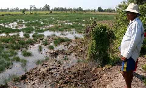 Kiên Giang: Giảm bớt nỗi lo xâm nhập mặn gây thiệt hại cho sản xuất