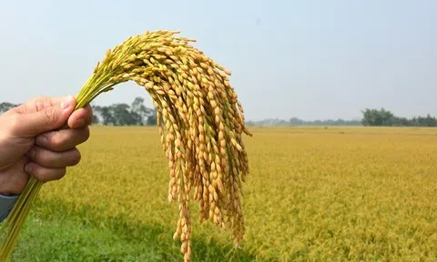 Đồng Tháp thêm nguồn thu nhập từ phụ phẩm sau lúa và gạo