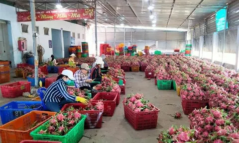 Bình Thuận triển khai giải pháp thúc đẩy tiêu thụ nông sản