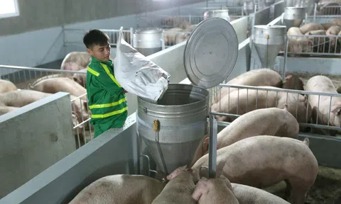 Cơ cấu lại chuỗi chăn nuôi để giảm chi phí, nâng cao sức cạnh tranh