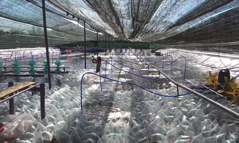 Sóc Trăng: Nhiều mô hình kinh tế tập thể hiệu quả cao