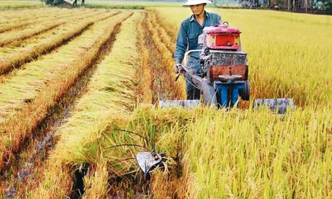 Năng suất lúa Đông Xuân ở Trà Vinh tăng nhờ chủ động phòng hạn, mặn