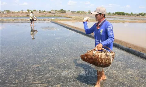 Diêm dân Bến Tre mất mùa muối do thời tiết bất lợi