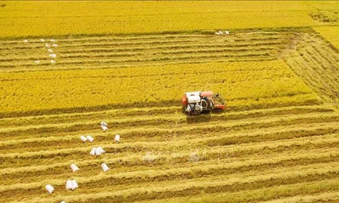 Thị trường nông sản tuần qua: Giá lúa nếp tăng mạnh