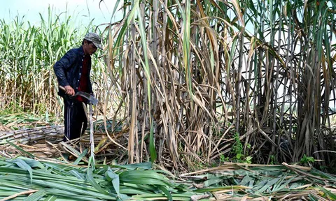 Tiếp tục điều tra chống lẩn tránh phòng vệ thương mại đối với sản phẩm đường mía