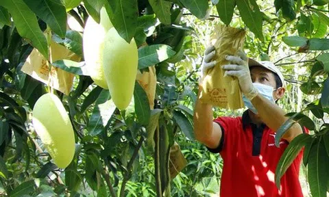 An Giang: Đẩy nhanh triển khai cấp mã số vùng trồng cho sản phẩm nông nghiệp