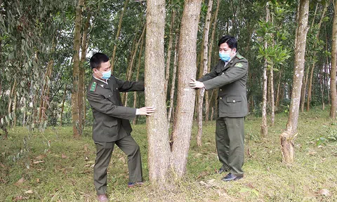 Hướng phát triển kinh tế bền vững từ trồng rừng gỗ lớn