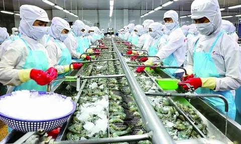 Giá xăng dầu tăng khiến người nông dân lưỡng lự thả nuôi tôm