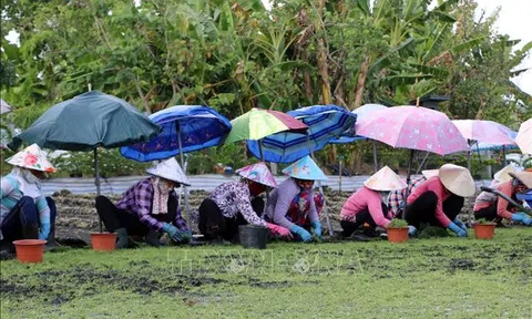 Đồng Tháp: Trồng cỏ nhung giúp nhiều gia đình phát triển kinh tế