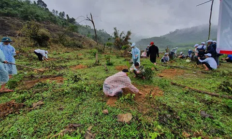 Quảng Bình: Khởi động dự án trồng và phục hồi rừng đầu nguồn sông Gianh