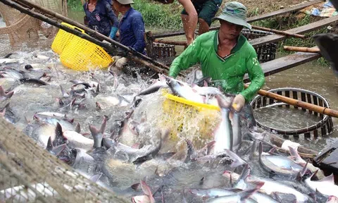 Đồng Tháp: Nuôi cá tra lãi từ 6-7 nghìn đồng/kg