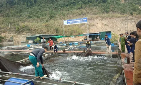 Tuyên Quang: Nuôi cá lồng đặc sản trên sông Lô