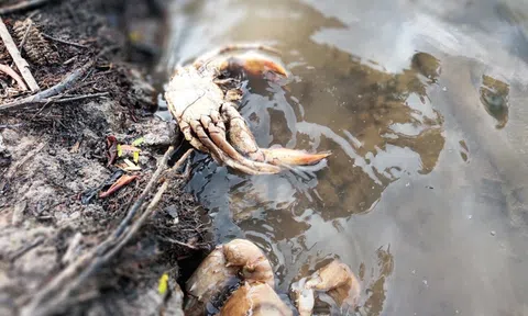 Cà Mau khẩn trương xác minh nguyên nhân khiến cua chết bất thường