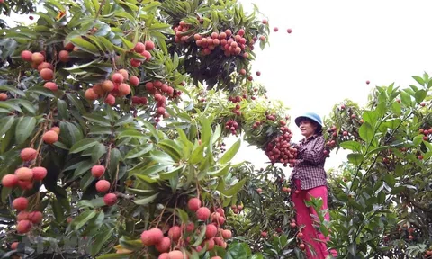 Bắc Giang xúc tiến tiêu thụ vải thiều đến các thị trường có yêu cầu cao