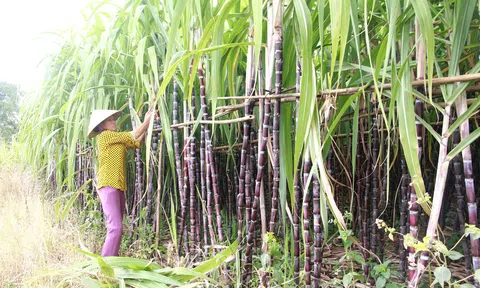Hậu Giang chuyển đổi đất trồng lúa, mía kém hiệu quả