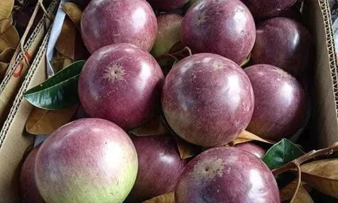 Sóc Trăng: Tăng vùng cây ăn trái phục vụ xuất khẩu tại Sóc Trăng