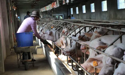 Hà Nội: Chuyển hướng phát triển chăn nuôi theo hướng hiện đại