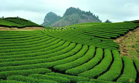 Xây dựng vùng sản xuất chè ứng dụng công nghệ cao Mộc Châu