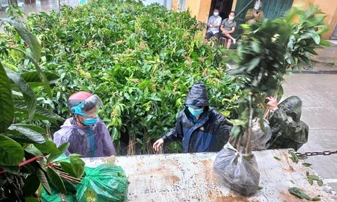 Báo Dân Việt và nhà hảo tâm tặng 10.000 cây giống cho xã Pà Vầy Sủ - Hà Giang