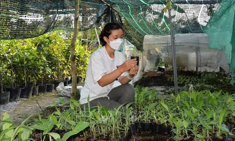 Cô kỹ sư 9X khởi nghiệp với cây giống cấy mô