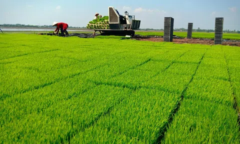 Hà Nội sản xuất lúa theo hướng tăng cơ cấu giống chất lượng cao