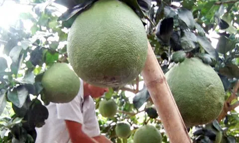 Hoàn thiện chuỗi sản xuất bưởi da xanh đầu tiên tại Bến Tre