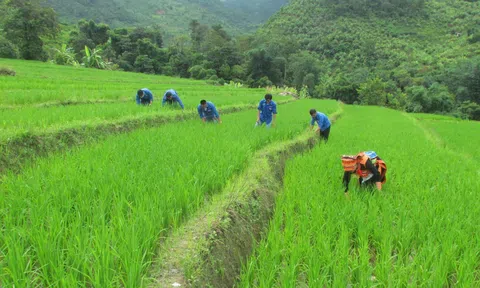 Lai Châu tập trung chăm sóc lúa vụ Xuân