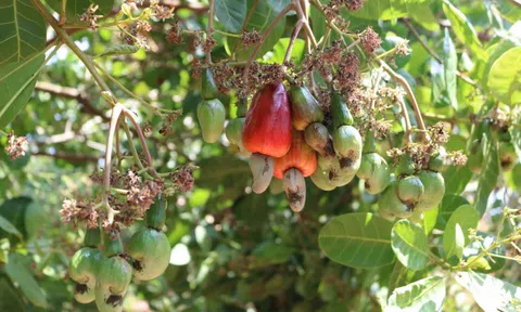 Giá hạt điều tươi tại Bình Phước giảm sâu