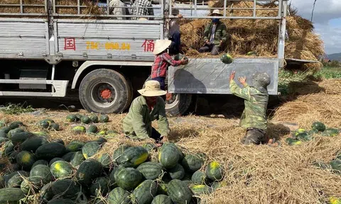 Gia Lai tìm đầu ra ổn định cho dưa hấu