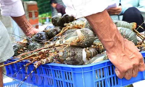 Khánh Hòa: Khó khăn trong tiêu thụ, nuôi mới tôm hùm