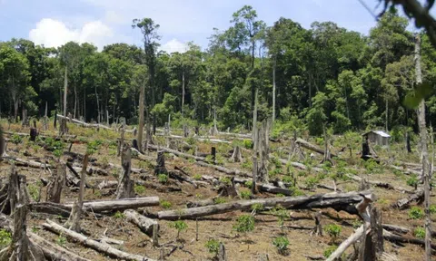 Bến Tre: Ngăn chặn kịp thời tình trạng xâm hại tài nguyên rừng