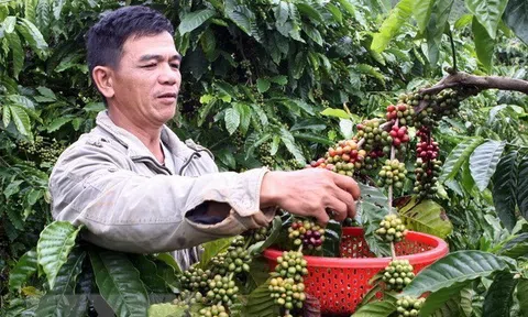 Đắk Lắk: Chi phí sản xuất tăng, nông dân linh hoạt thay đổi phương thức canh tác