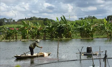 Bà Rịa-Vũng Tàu: Người nuôi thủy sản gặp khó khi giá nguyên liệu đầu vào tăng cao