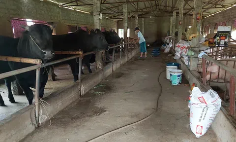 Nhiều trang trại lao đao trong cơn “bão giá” thức ăn chăn nuôi tại Thanh Hoá