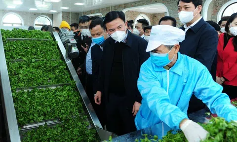 “Sâm của người xứ Thanh” vươn ra thế giới