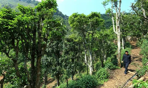 Điện Biên: Quần thể chè Shan tuyết được công nhận là cây di sản Việt Nam