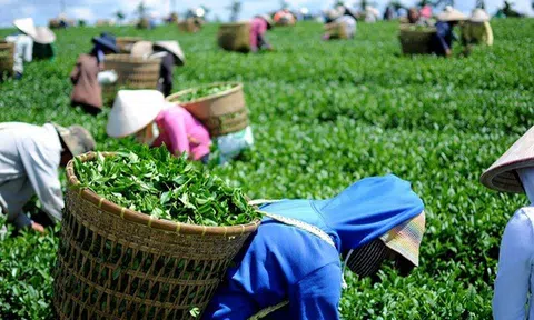 Xuất khẩu chè sang Hoa Kỳ tăng mạnh