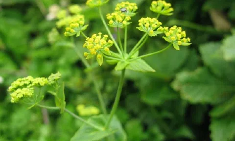 Các món ăn bổ dưỡng từ cây Sài Hồ