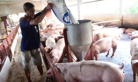 Thị trường heo hơi ngày 2/4: Giá thu mua trong khoảng 51.000 - 57.000 đồng/kg