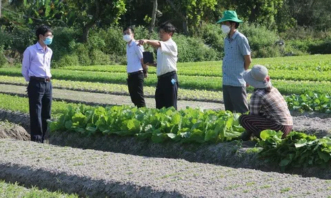 Nông nghiệp xanh: Quảng Nam phát triển kinh tế nông nghiệp gắn với chuyển đổi số
