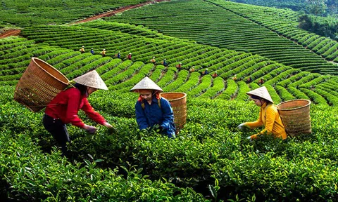 Người trồng chè Sơn La gặp khó vì giá phân bón tăng cao