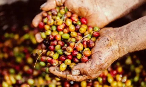 Tiêu dùng xanh ngày 4/4: Giá cà phê thu mua trong nước khoảng 40.900 - 41.500 đồng/kg