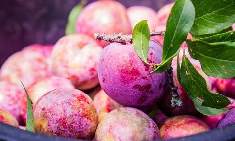 Mộc Châu vào mùa mận: Du khách vừa thưởng ngoạn cảnh đẹp, vừa mua đặc sản mang về