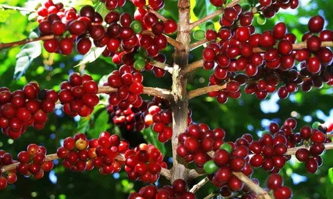 Tiêu dùng xanh ngày 5/4: Giá cà phê trong nước hôm nay đồng loạt đi ngang