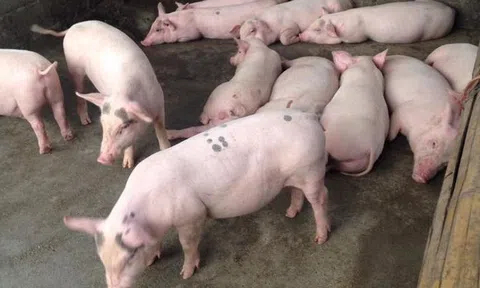 Giá heo hơi hôm nay 5/4: Một số địa phương giá heo hơi tăng nhẹ