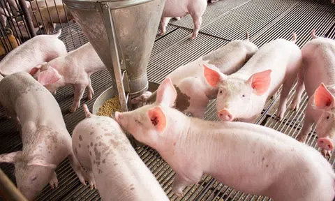 Giá heo hơi hôm nay 6/4: Tăng rải rác ở một số địa phương