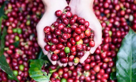 Tiêu dùng xanh ngày 6/4: Giá thu mua cà phê trong nước dao động trong khoảng từ 40.700 - 41.400 đồng/kg
