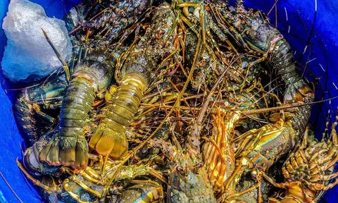 Tôm hùm rớt giá, ngư dân như ngồi trên lửa