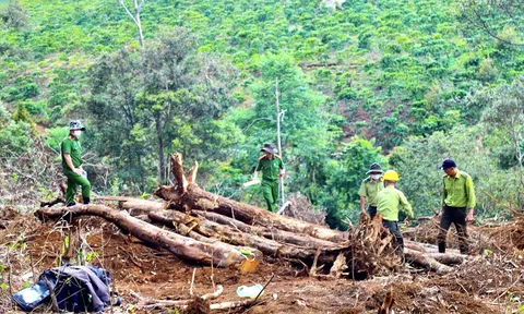 Bắt tạm giam đối tượng chủ mưu vụ tàn phá rừng tại Lâm Đồng