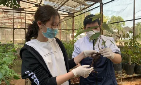 Học sinh Thủ đô tìm ra chủng vi sinh phòng bệnh trên cây sầu riêng
